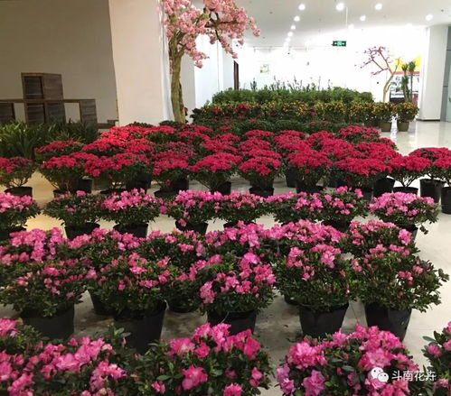 年宵花市盛典 精品花卉集中展銷與文創平價搶購指南