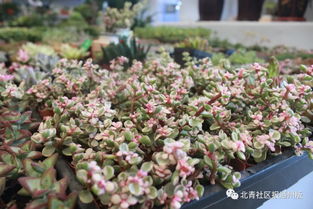 八里橋市場水產花卉廳重裝開業，市場搬遷計劃暫緩引關注