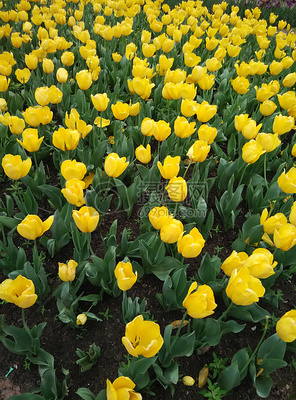 苗木種植的藝術 從高清圖片到實踐培育